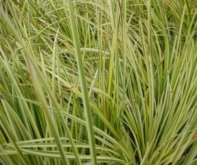 plants