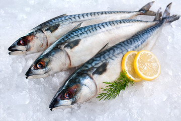 Mackerel fish on ice