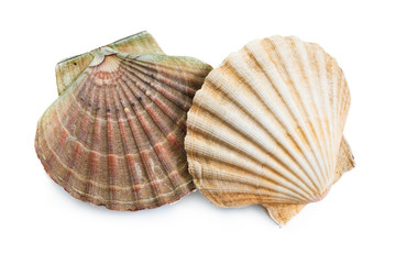 scallops shells