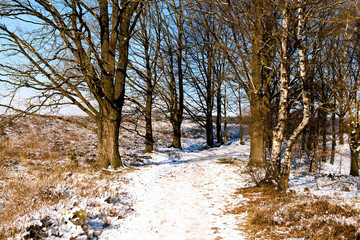 path in the winter forest