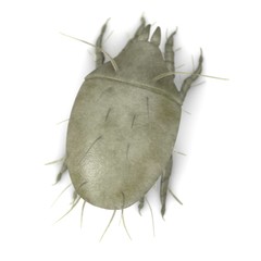 3d render of mite bug