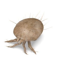3d render of mite bug