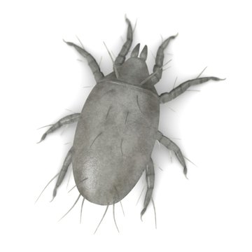 3d render of mite bug