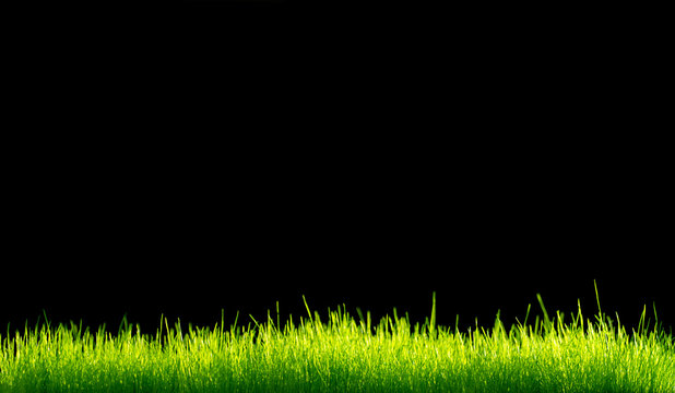 Green Vibrant Grass Over Black Background