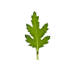 Press mum flower leaf