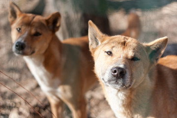 New Guinea Singing Dog (Canis dingo hallstromi)