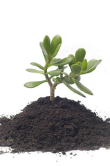 New life