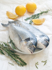 sea bream