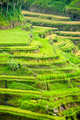 Amazing Rice Terrace field, Ubud, Bali,  Indonesia.