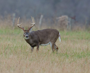 Whitetail deer buck in a foggy field