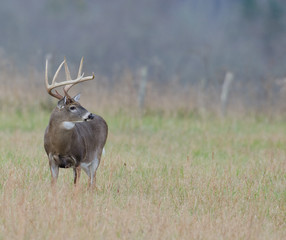 Whitetail deer buck in a foggy field