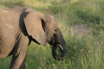 Eléphant d'Afrique