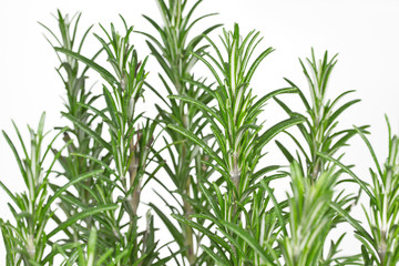 Rosmarinzweige auf weißem Hintergrund