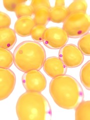 3d rendered, medical illustration of some fat cells