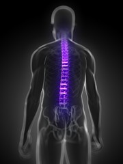 M&auml;nnliche Anatomie - markierte Wirbels&auml;ule