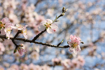 Mandorlo in fiore