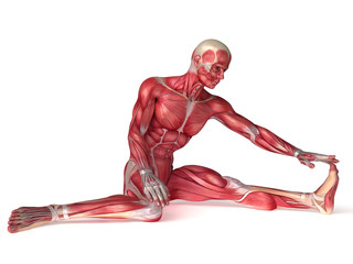 3d rendered scientific illustration of the males muscles