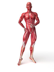 3d rendered scientific illustration of the males muscles