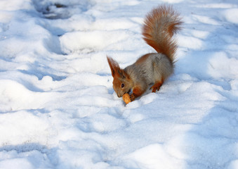 The squirrel on snow