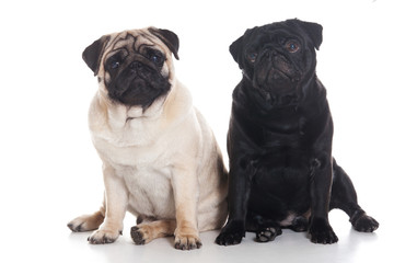 Obraz premium Pug puppies on white background