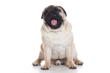 Obraz premium Pug puppy on white background