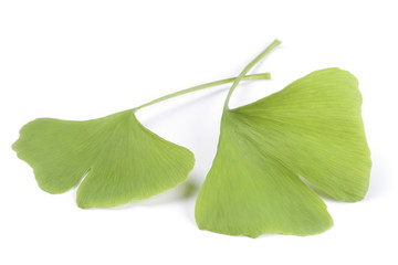 Isolated ginko tree leaves
