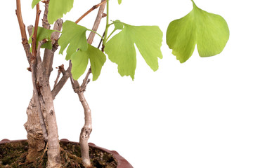 Isolated detail of Ginko bonsai tree