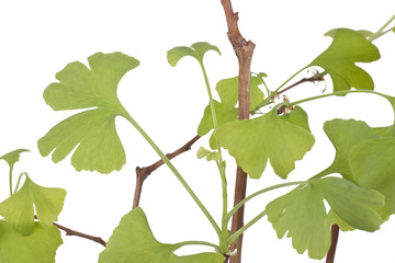 Detail of an isolated Ginko tree