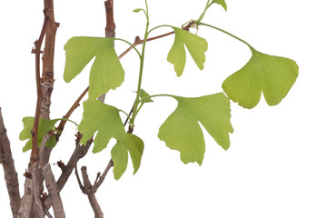 Close-up Ginko bonsai tree
