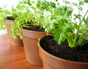 Herbs in pots