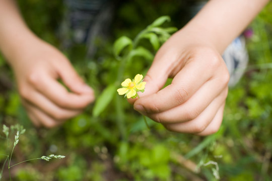 Hands Picking Wildflowers
