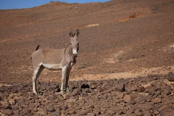 Fotobehang Esel in der Sahara © hecke71