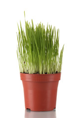 Green grass in a flowerpot isolated on white