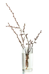 beautiful apricot blossoms in vase isolated on white