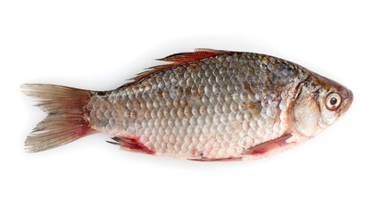 Fresh fish isolated on white