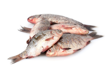 Fresh fishes isolated on white