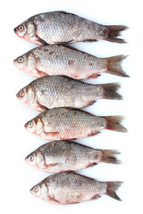 Fresh fishes isolated on white