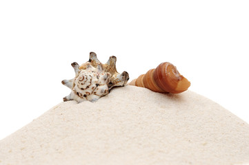 closeup beautiful sea shells with sand on white background