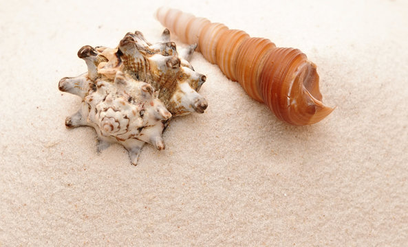 closeup beautiful sea shells with sand on white background