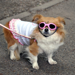 Fototapeta premium Epagneul japonais habillé, chien en laisse avec des vêtements et des lunettes de soleil roses à Tokyo (Japon)