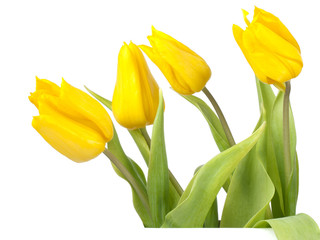 Isolated yellow easter tulips