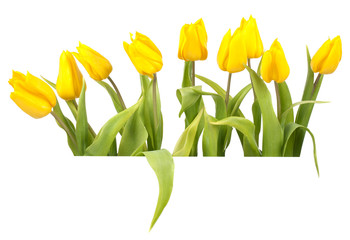 Isolated yellow tulips on an easter banner