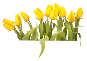 Yellow tulips isolated on white background banner