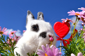 Hase mit Herz © Natallia Vintsik