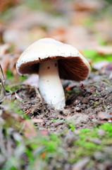 mushroom in a bed of moss