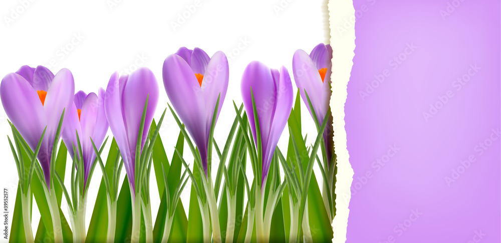Poster spring flower background with ripped paper