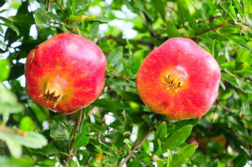 pomegranates on tree