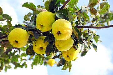 quince on tree against blue sky