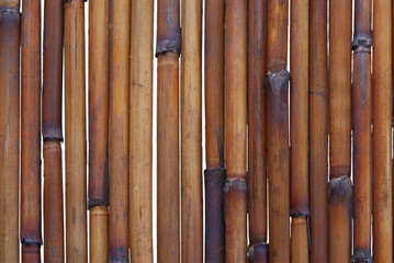 bamboo background