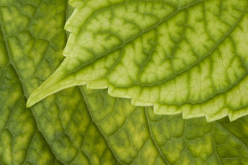 Green leaf detail